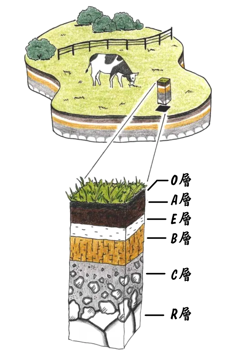 土壤剖面圖