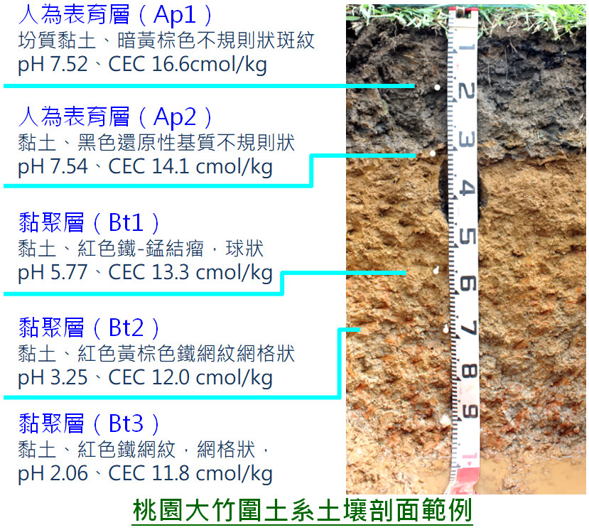 桃園大竹圍土系土壤剖面範例