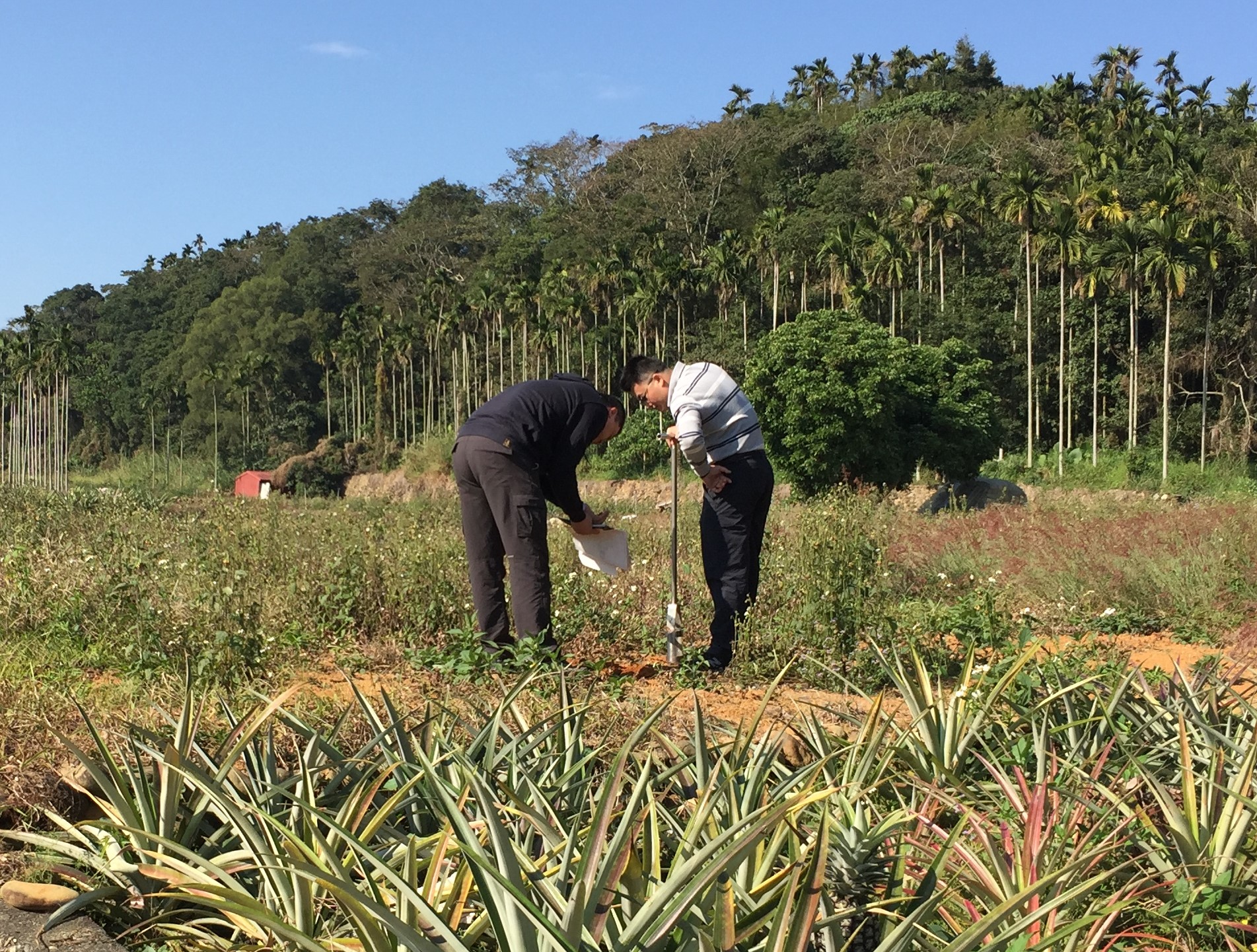 南投陳厝寮土系試挖